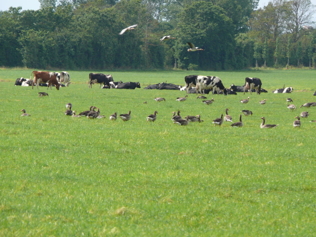 Grazwnde koeien en ganzenganzen